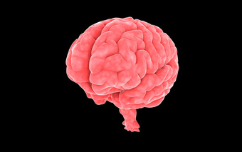大脑结构示例插图