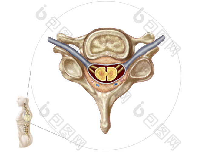 人体脊髓示例插图