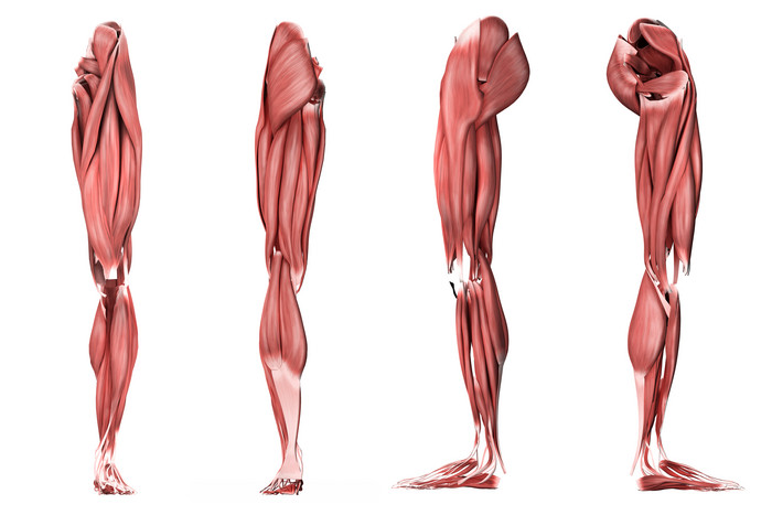 人体腿部肌肉三视图