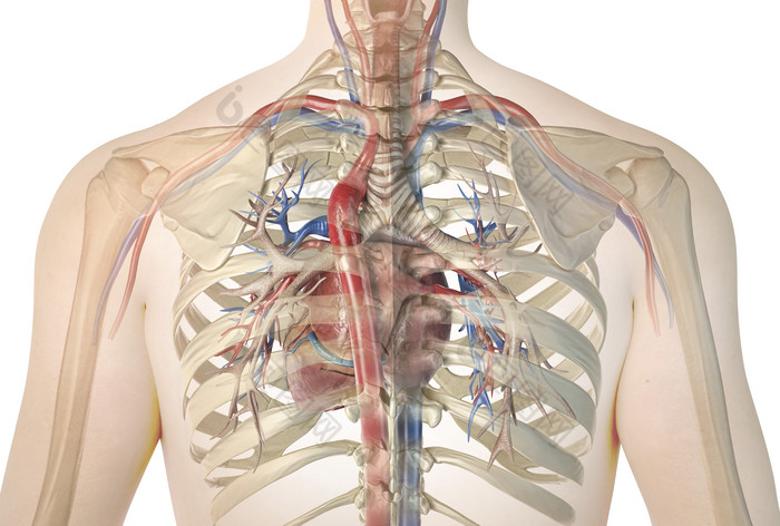 人体胸口结构图图片