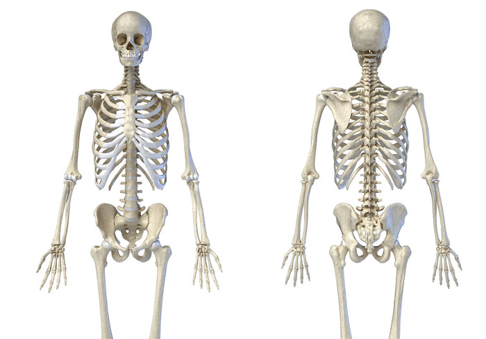 人类生物学骨架正反两面示例图