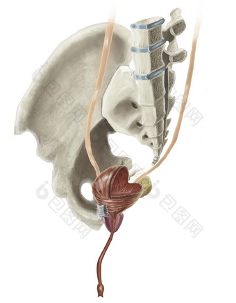 坐骨<strong>示例</strong>结构插图