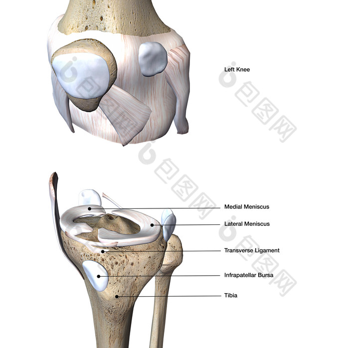 膝盖骨骨头分析摄影图