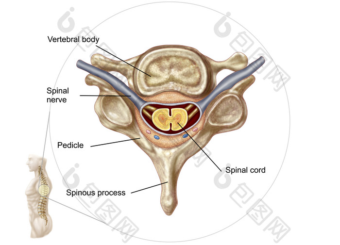 人体骨骼脊髓示例结构图