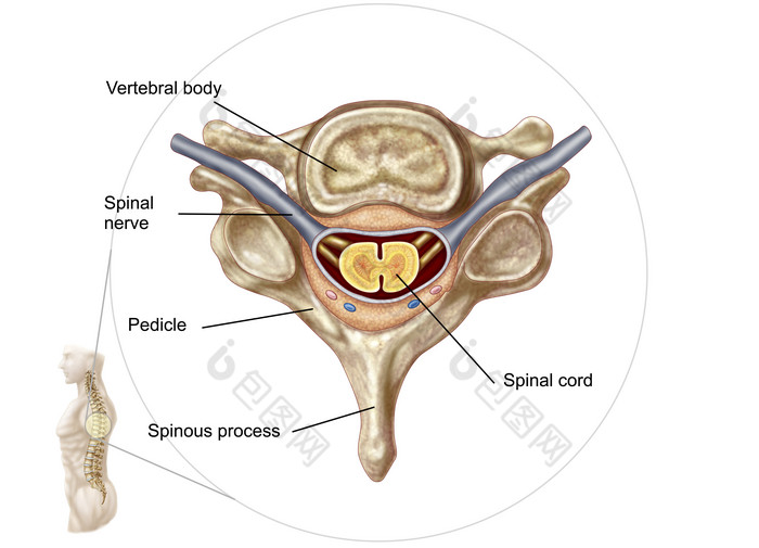 人体骨骼脊髓示例结构图