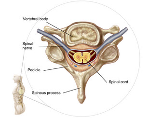 人体骨骼脊髓示例结构图