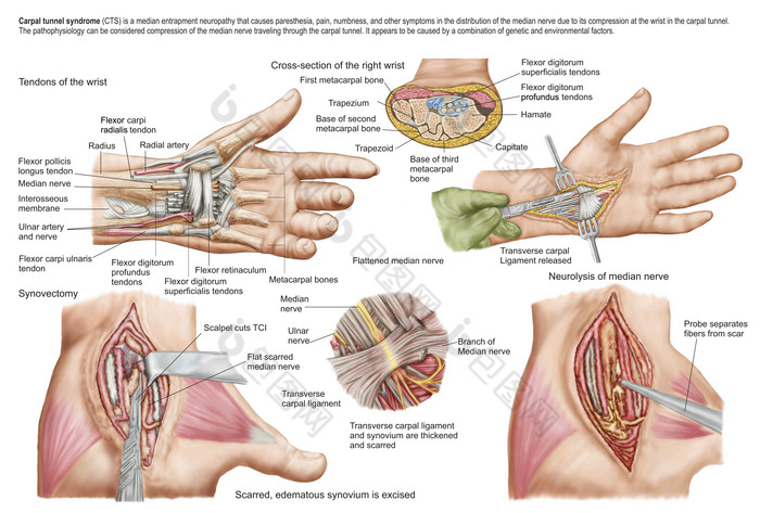人体手部组织器官图解