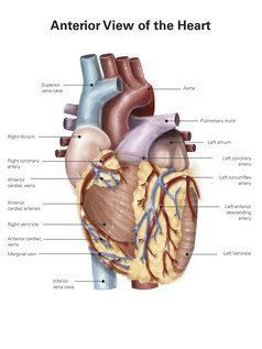 人体心脏静脉血管分布插图