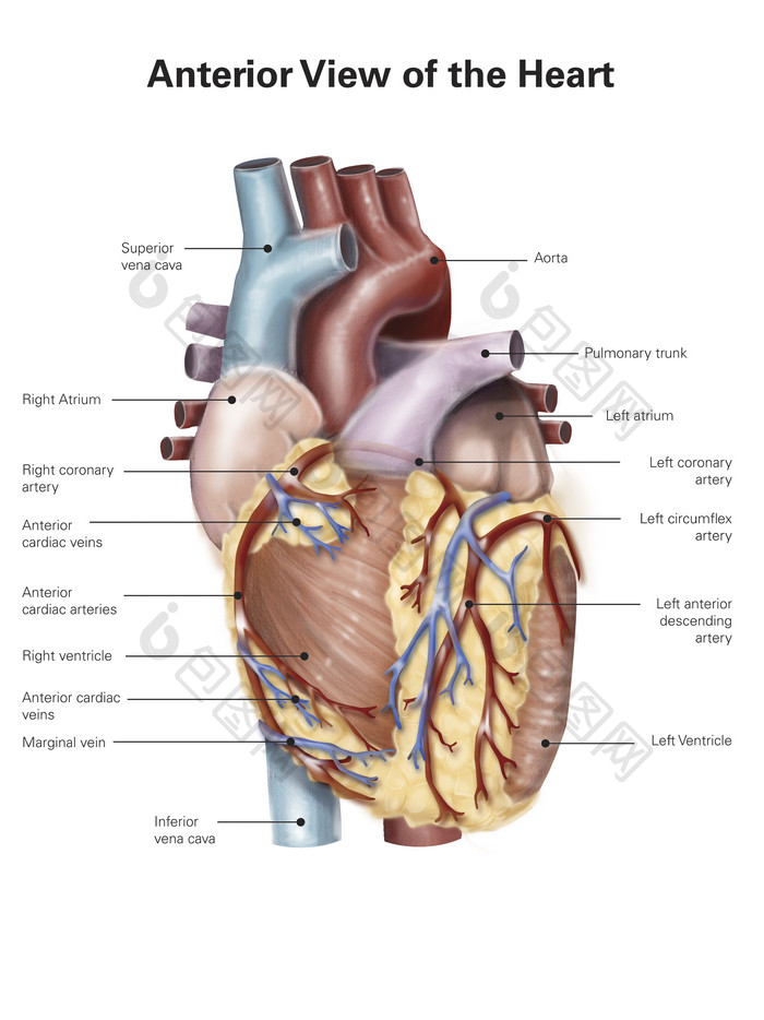 人体心脏静脉血管分布插图