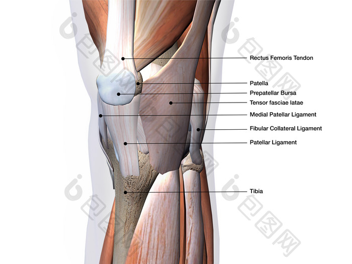 人体髌骨分解摄影图