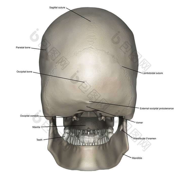 头骨骨骼解剖示例插图
