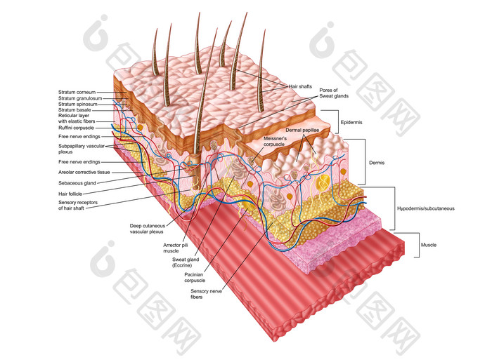 人体真皮组织结构图