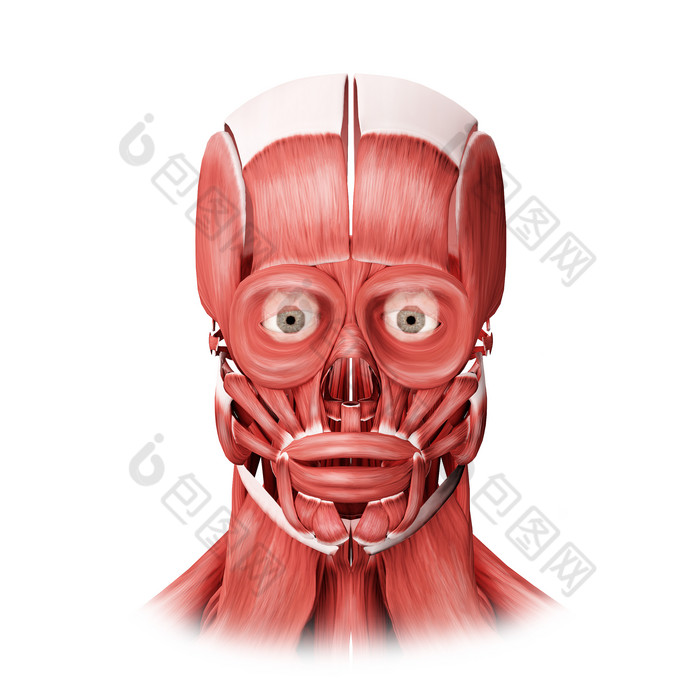 人体脸部肌肉正视示例图