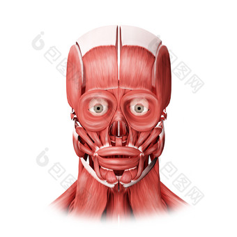 人体脸部肌肉正视示例图