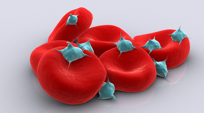 红色血液细胞摄影图