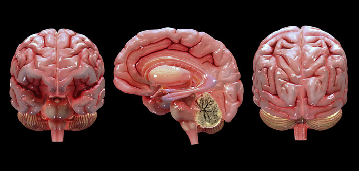 人类头部大脑模型