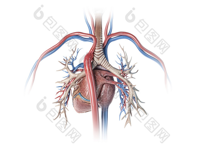 人体解刨心脏血管摄影图