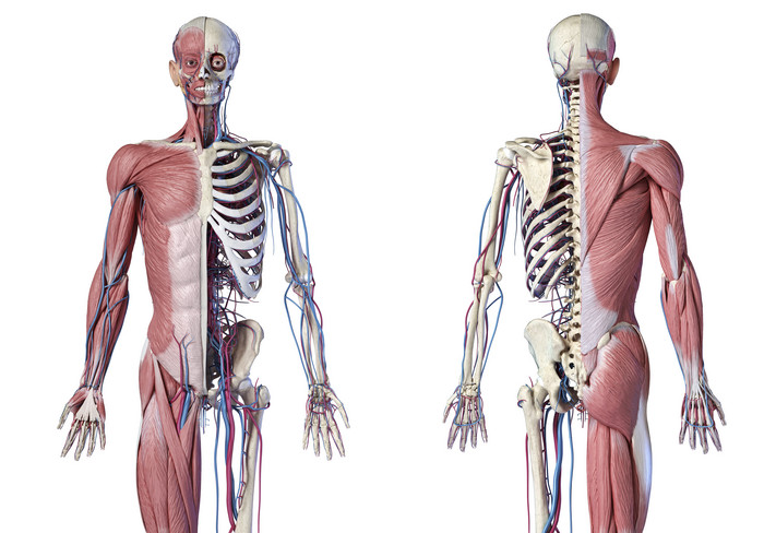 人类解剖学骨架肌肉韧带图