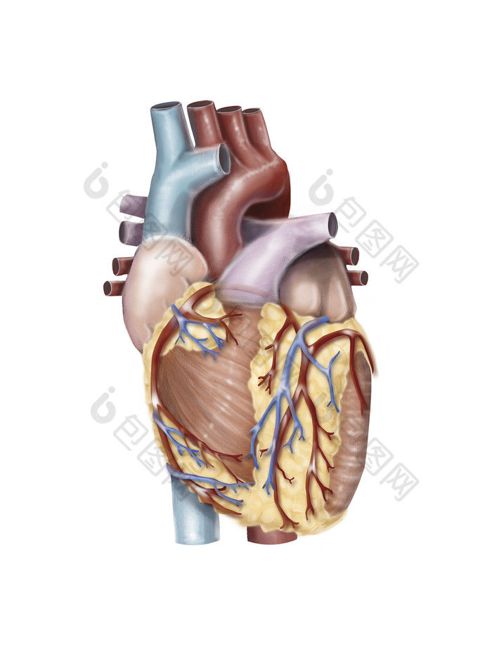心脏动脉结构插图