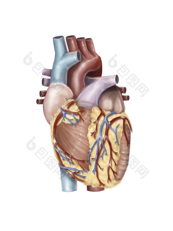 心脏动脉结构插图