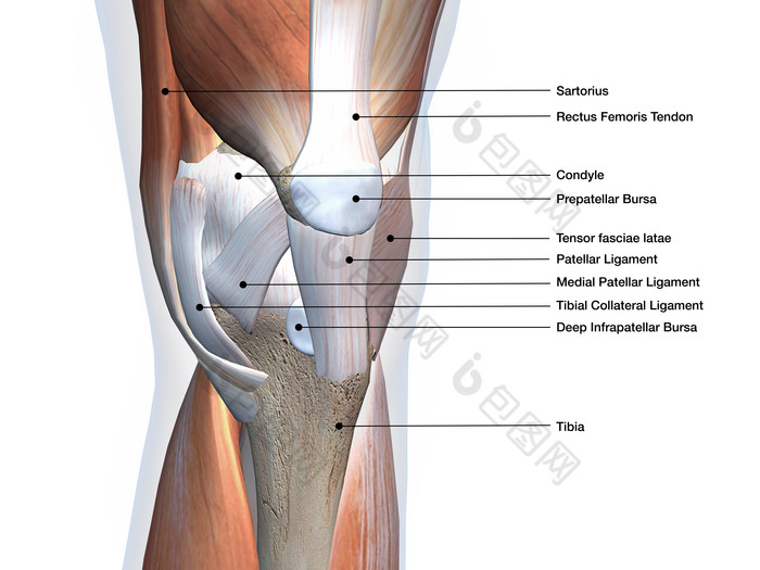 膝盖骨分析摄影图