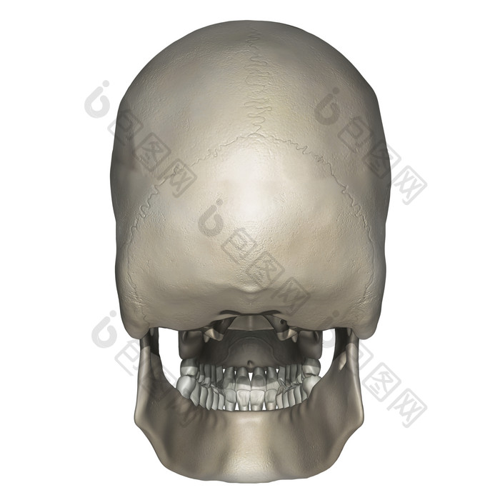 头骨下颌骨示例插图