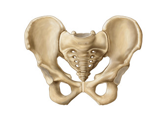 人体尾骨盆骨示例图