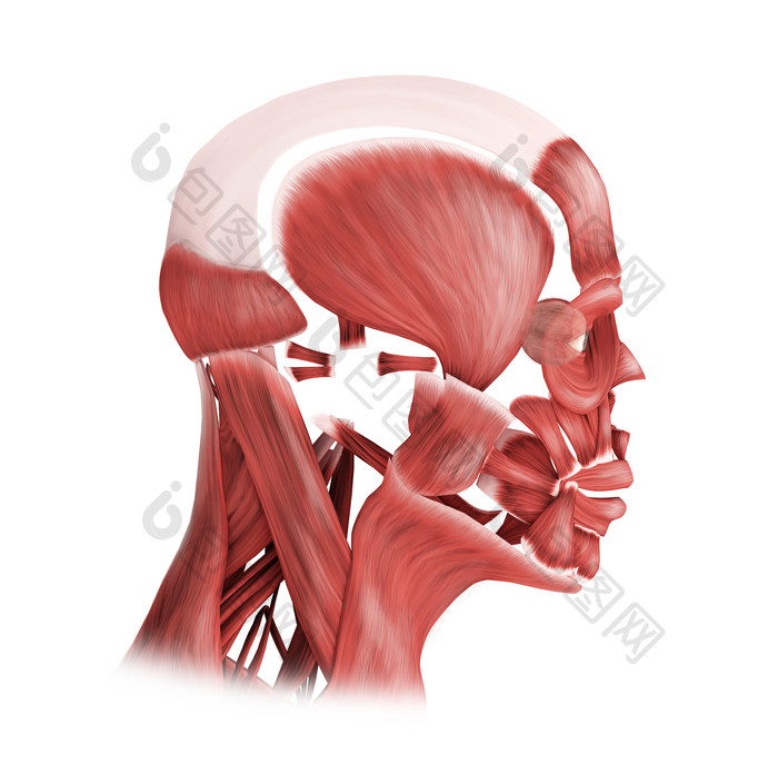 人体脸部肌肉侧视图