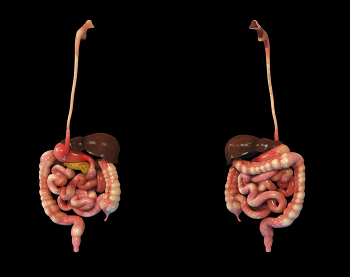 人体肠道器官模型