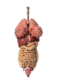 三维解剖学肝硬化结肠