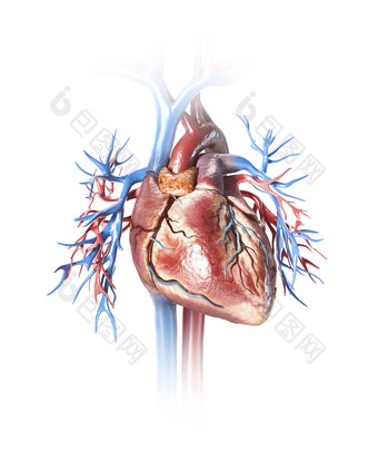人体解刨心脏血管