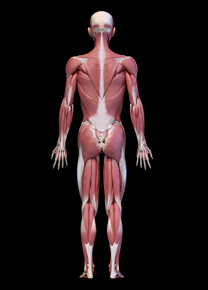 人类生物学全身背部肌肉分布图
