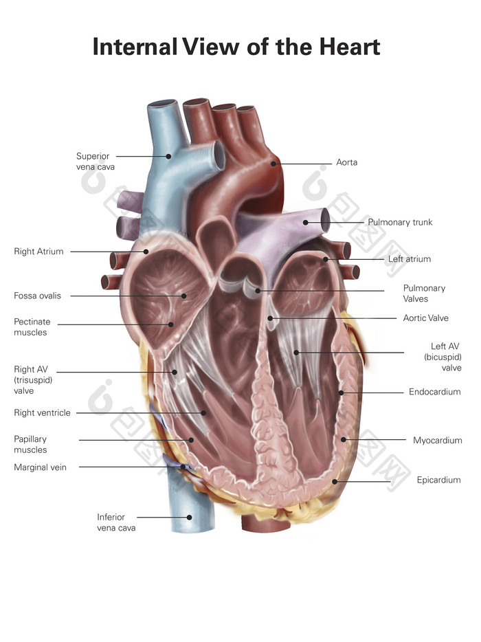 人类心脏解剖示例插图