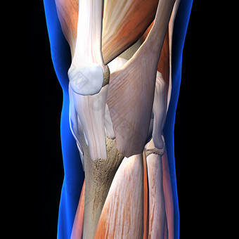腿部连接处膝盖骨