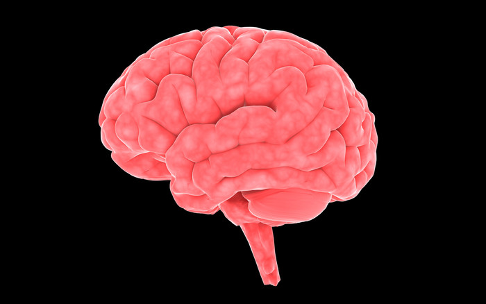 大脑解剖结构摄影插图