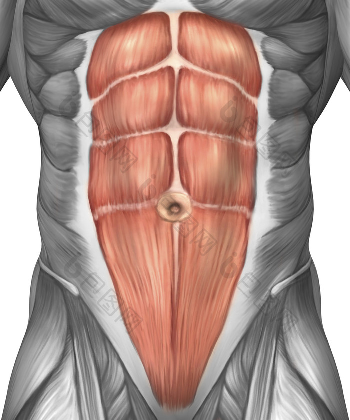人体腹部肌肉结构示例图