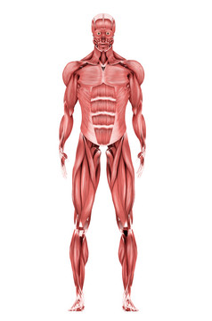 人体肌肉结构示例图