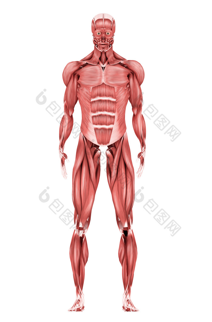 人体肌肉结构示例图