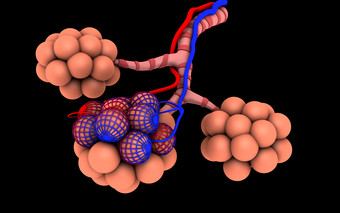彩色球状物肺泡摄影图