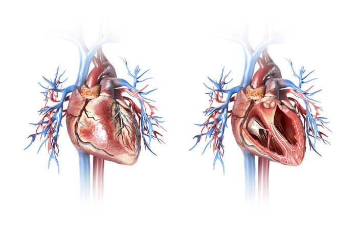 人体心脏血管解刨图