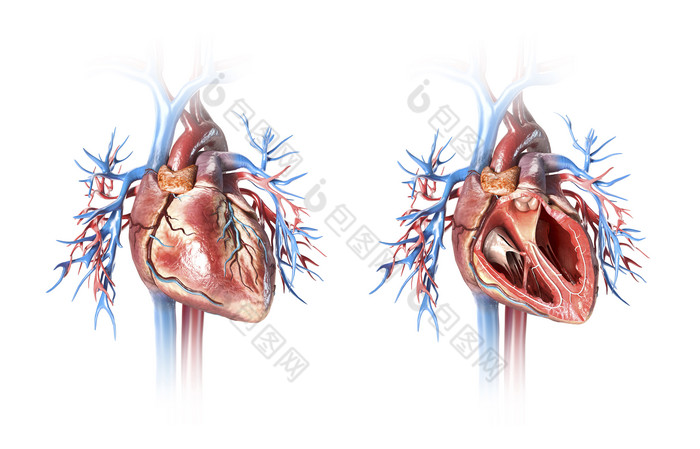 人體心臟血管解刨圖