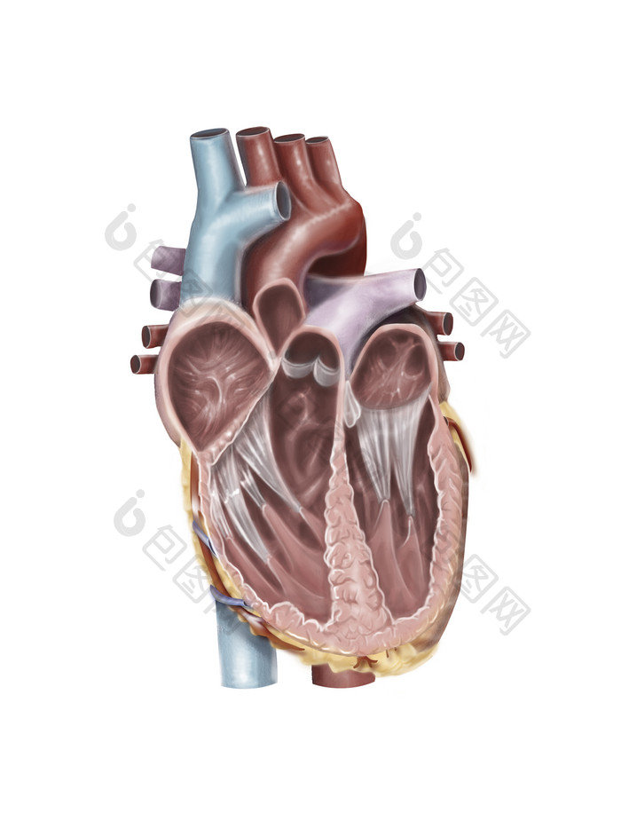 人体心脏解剖示例结构图