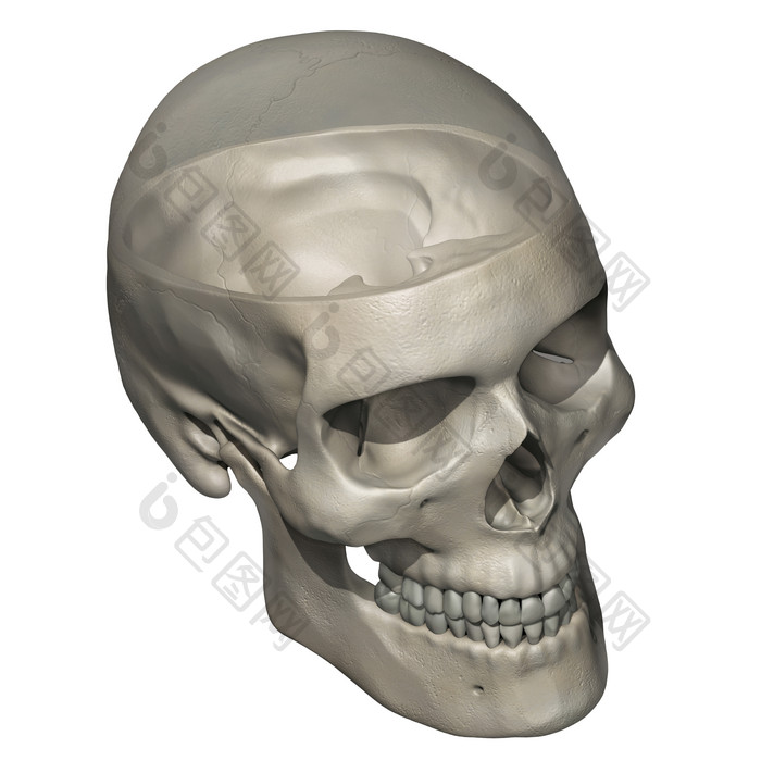 人体头部骨骼摄影插图
