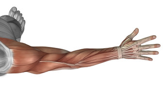 人体手臂<strong>肌肉</strong>结构示例插图