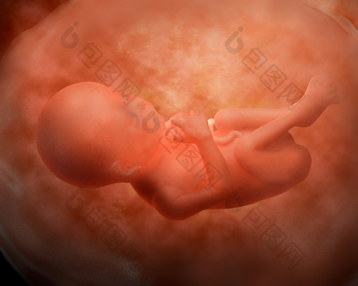 妊娠期24周的婴儿示例图