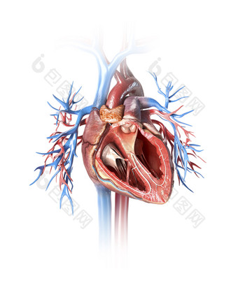 人体解刨心脏<strong>血管</strong>胸部心胸