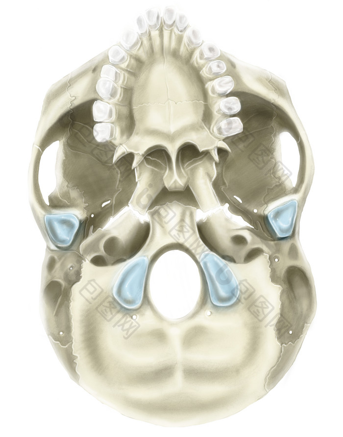 人体头骨解剖示例插图