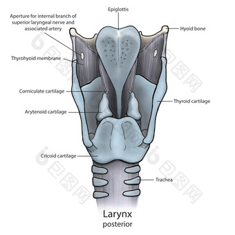 人体喉咙骨骼解剖示例图