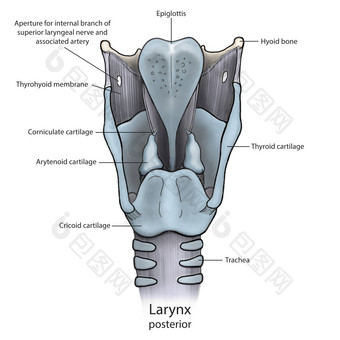 人体喉咙<strong>骨骼</strong>解剖示例图