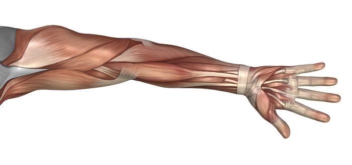 人体手臂肌肉结构插图